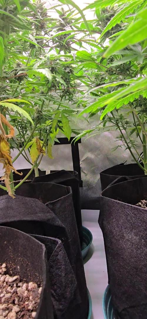 BananaGuavaAuto