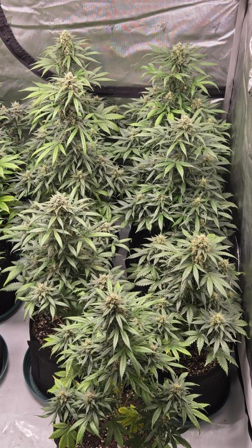 BananaGuavaAuto. Week 8