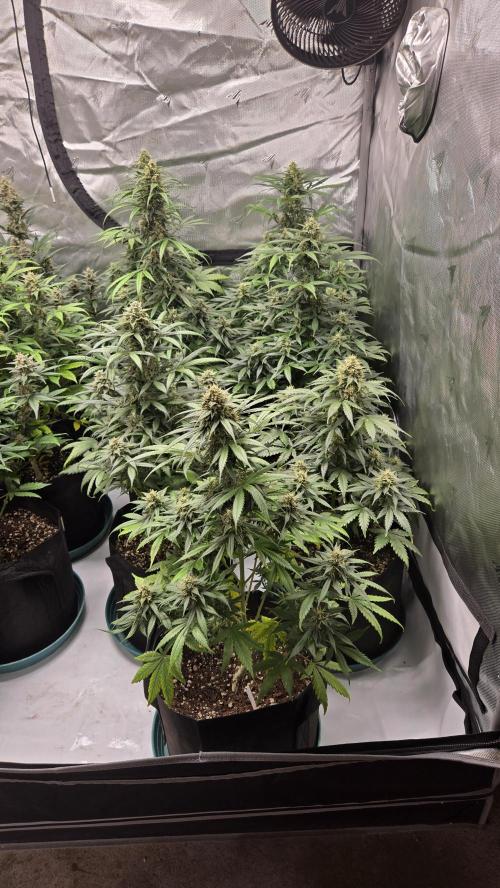 BananaGuavaAuto. Week 8