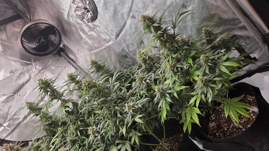 BananaGuavaAuto. Week 8