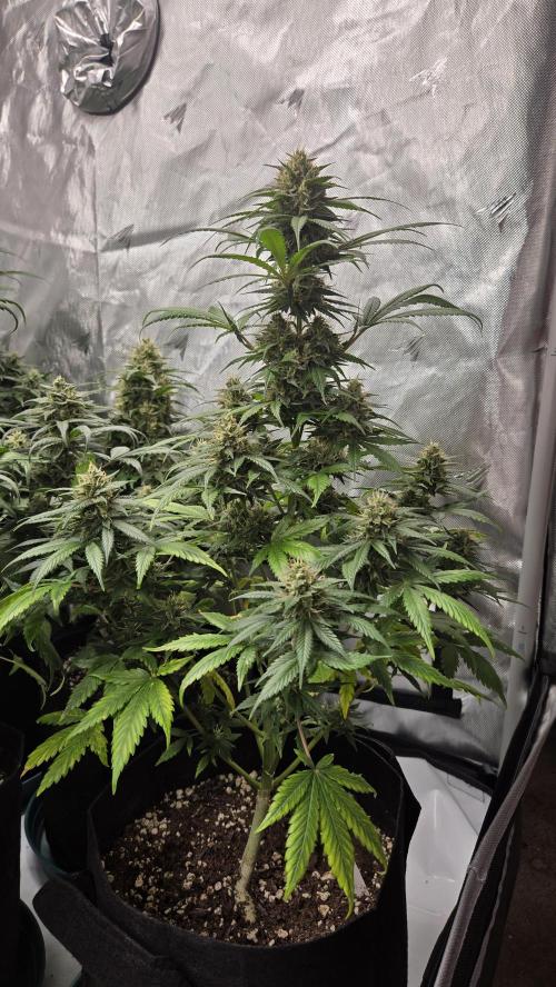 BananaGuavaAuto. Week 8