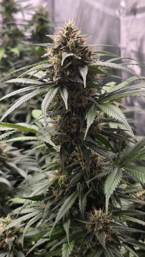 BananaGuavaAuto. Week 8