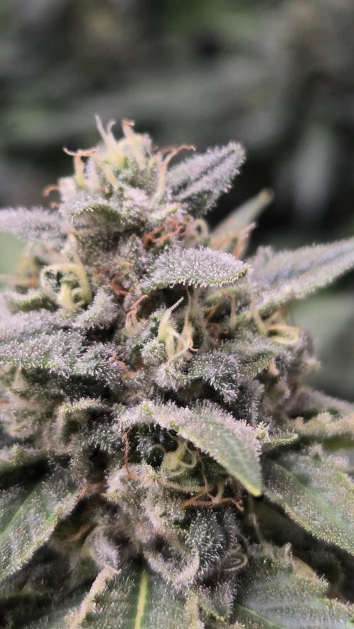BananaGuavaAuto. Week 8