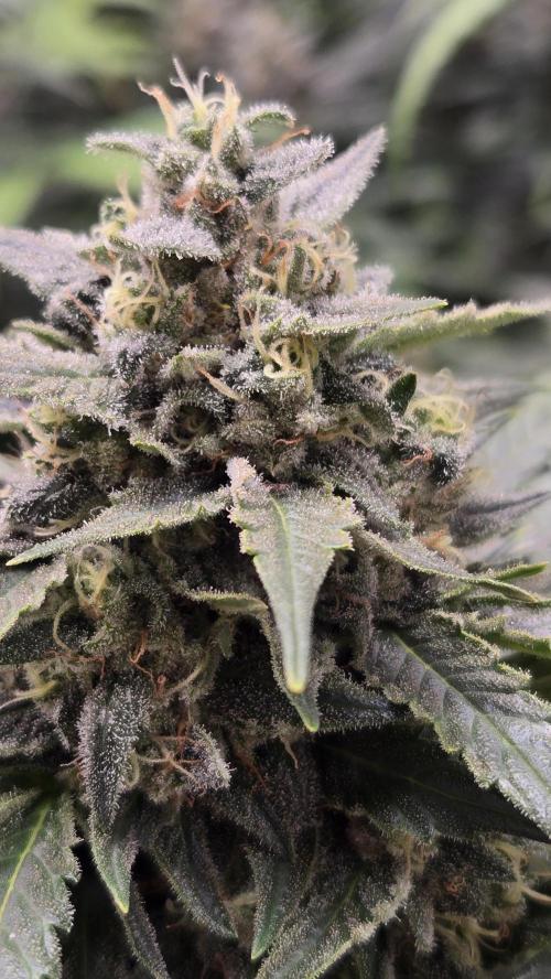 BananaGuavaAuto. Week 8