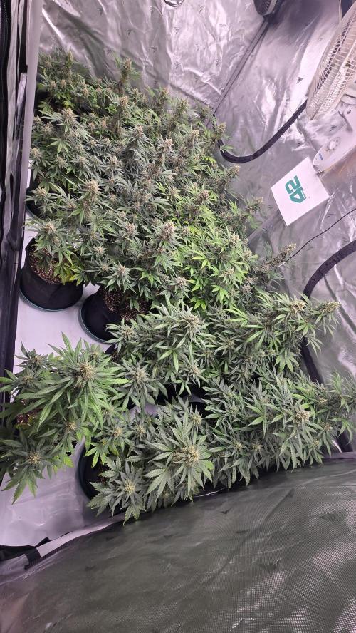 BananaGuavaAuto. Week 8