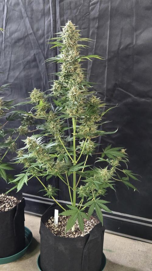 BananaCherryCookiesAuto. Week 10