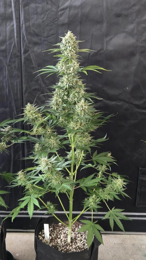 BananaCherryCookiesAuto. Week 10