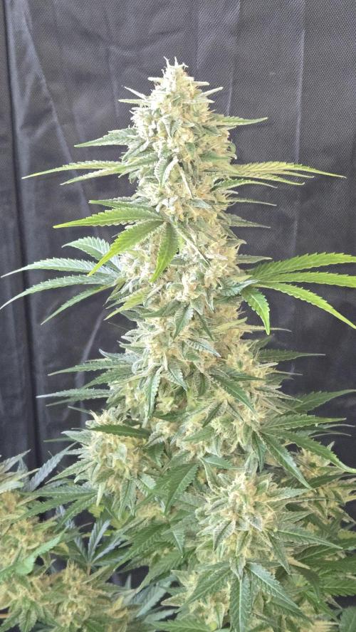BananaCherryCookiesAuto. Week 10