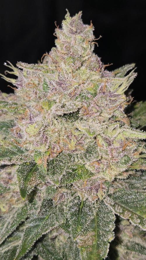 BananaCherryCookiesAuto. Week 10
