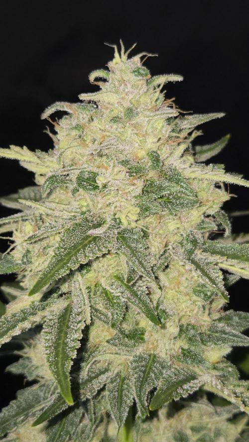 BananaCherryCookiesAuto. Week 10