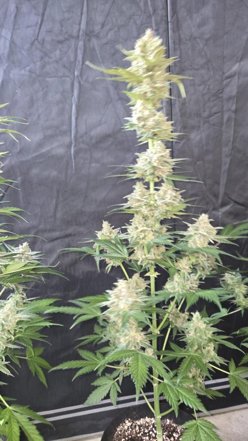 BananaCherryCookiesAuto. Week 10