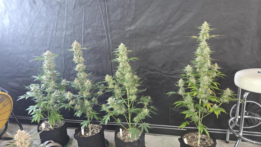 BananaCherryCookiesAuto. Week 10