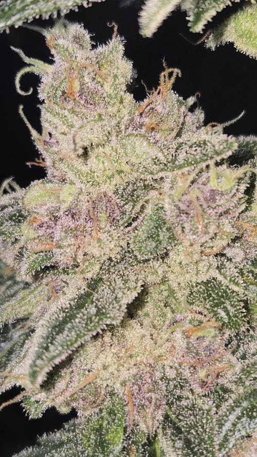 BananaCherryCookiesAuto. Week 10