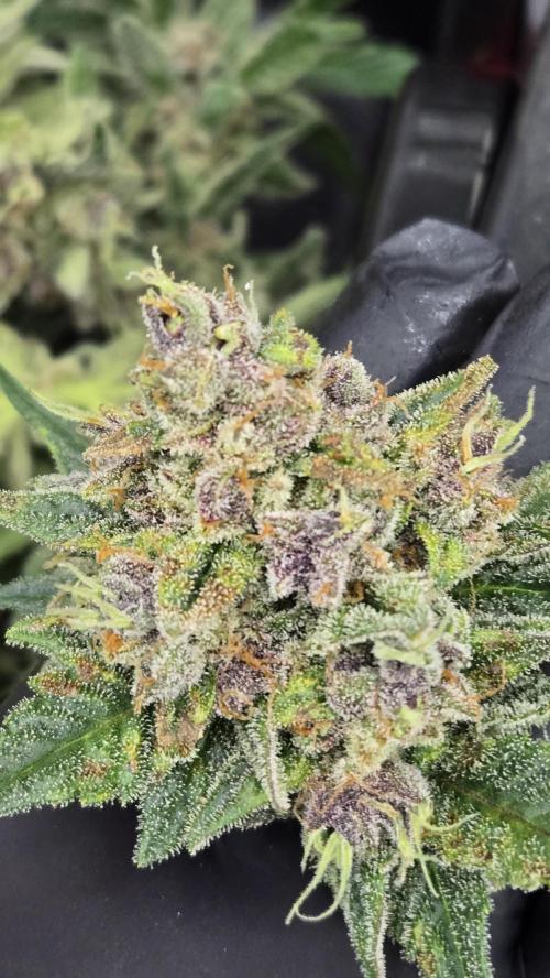 BananaCherryCookiesAuto. Week 10