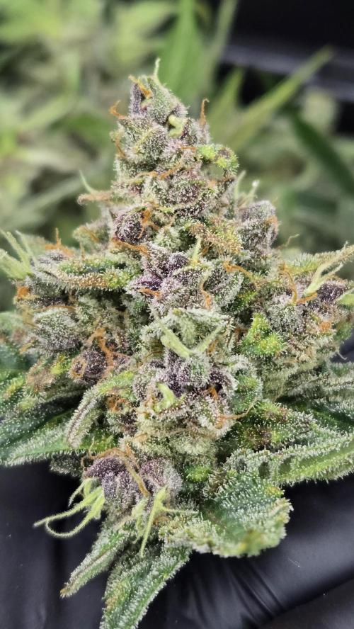 BananaCherryCookiesAuto. Week 10