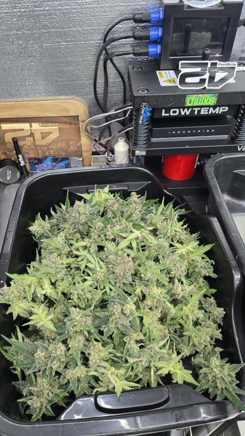 BananaCherryCookiesAuto. Week 10