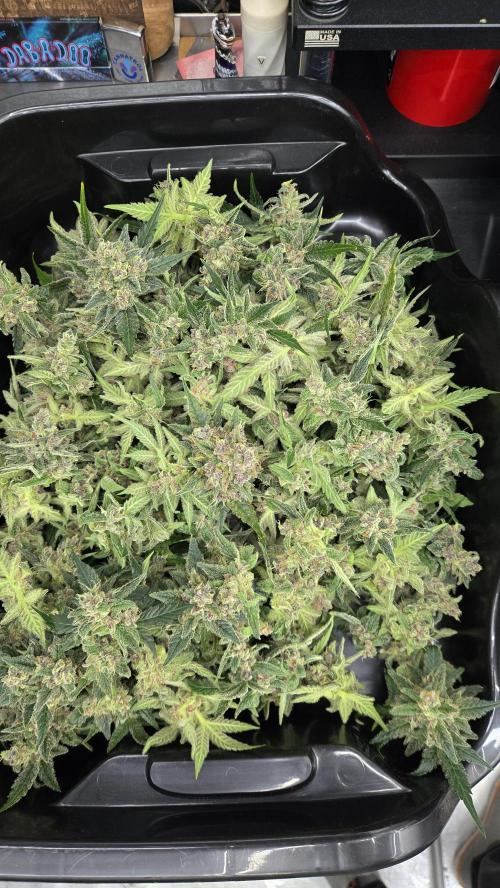 BananaCherryCookiesAuto. Week 10