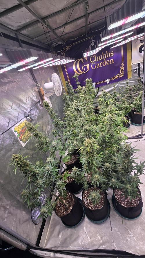 BananaCherryCookiesAuto. Week 10