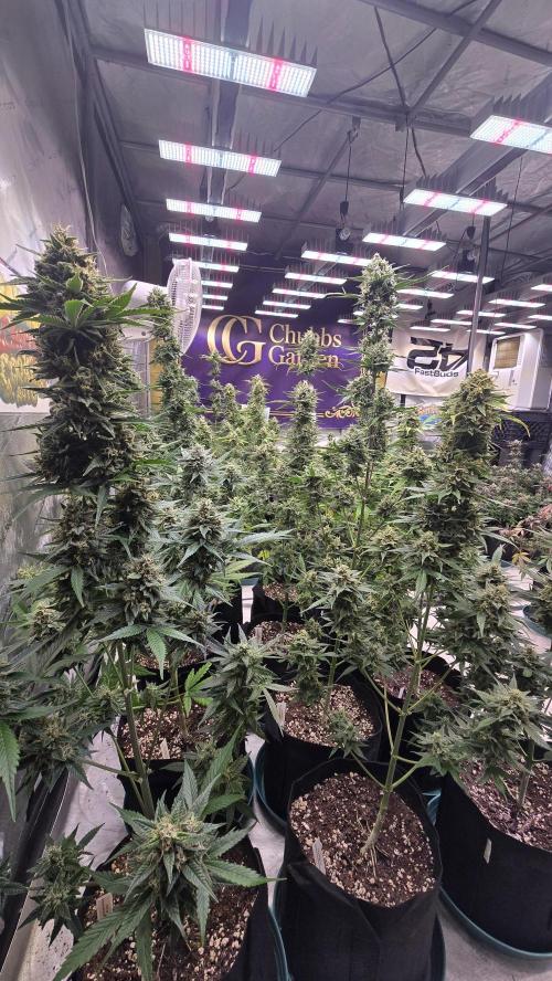 BananaCherryCookiesAuto. Week 10