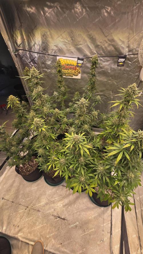 BananaCherryCookiesAuto. Week 10