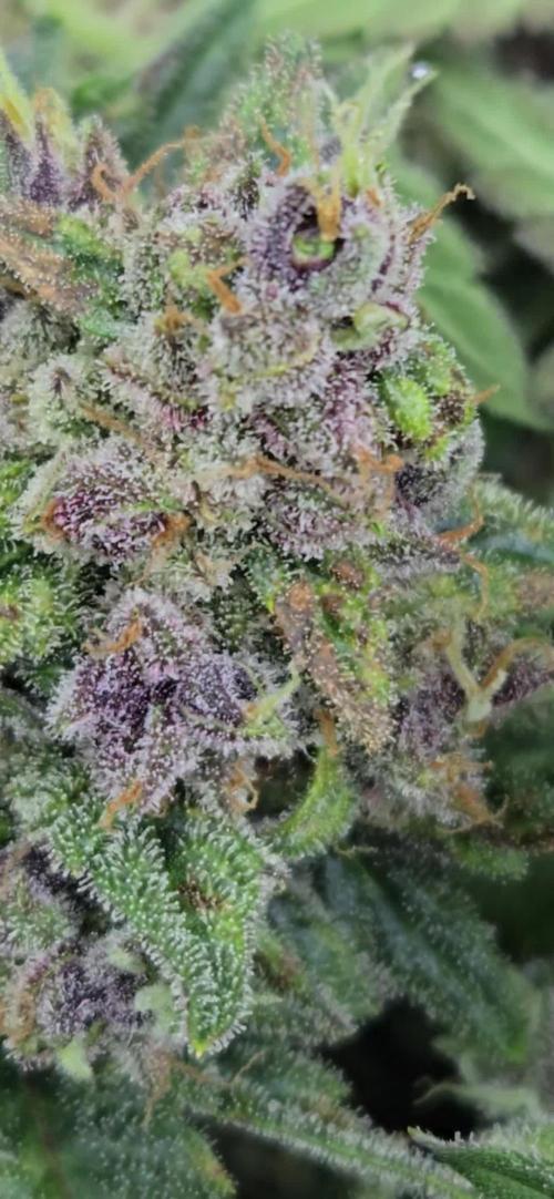 BananaCherryCookiesAuto