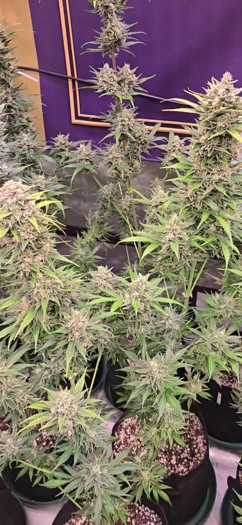 BananaFrostAuto