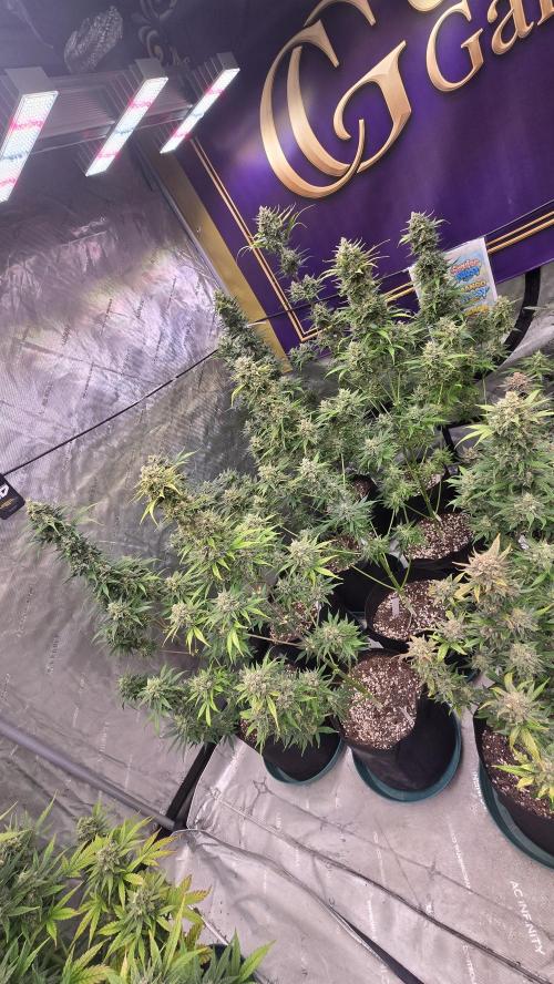 BananaFrostAuto. Week 10
