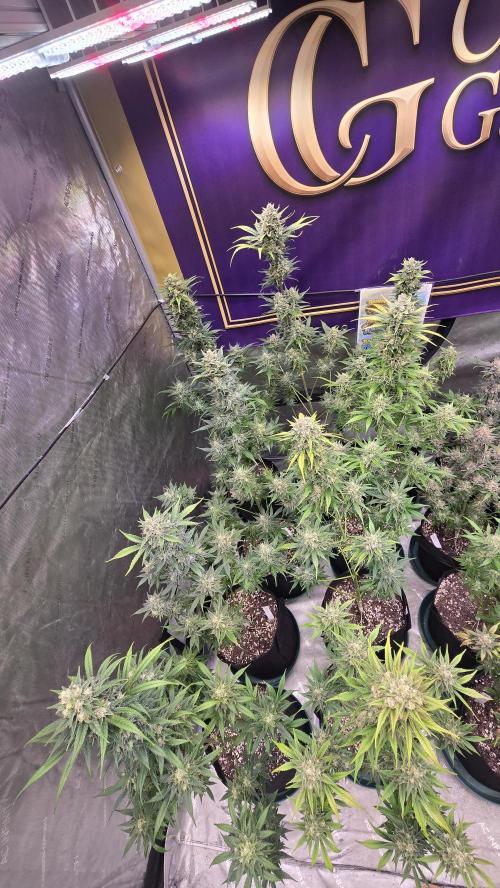 BananaFrostAuto. Week 10