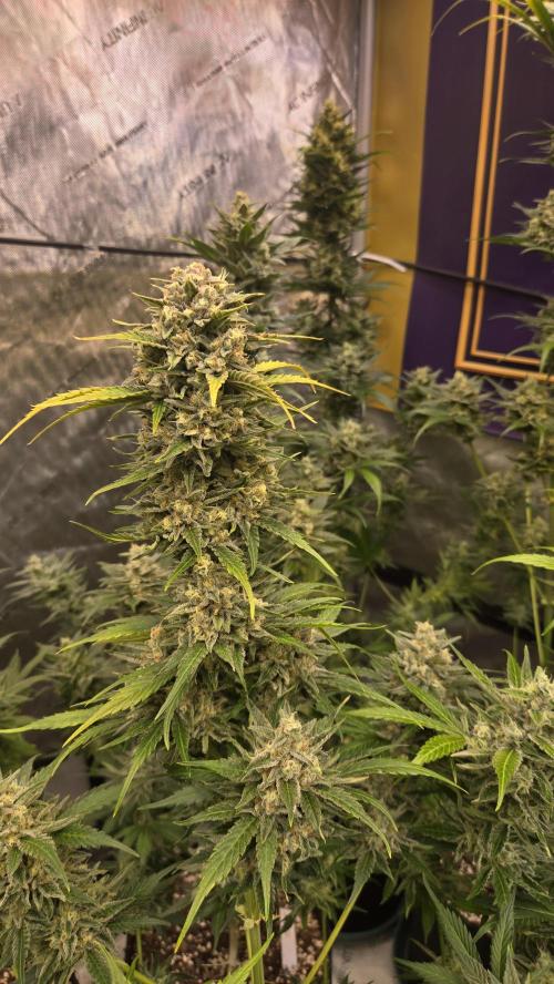 BananaFrostAuto. Week 10