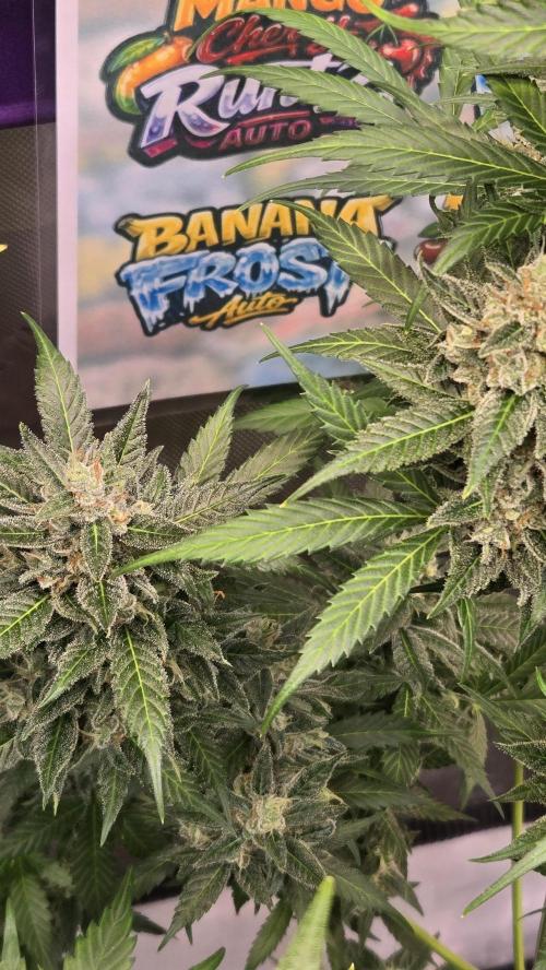 BananaFrostAuto. Week 10
