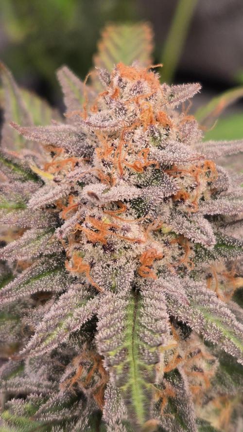 Sundae Frost Auto. Week 10
