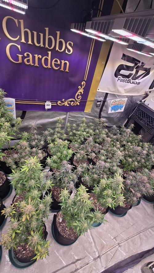 Sundae Frost Auto. Week 10