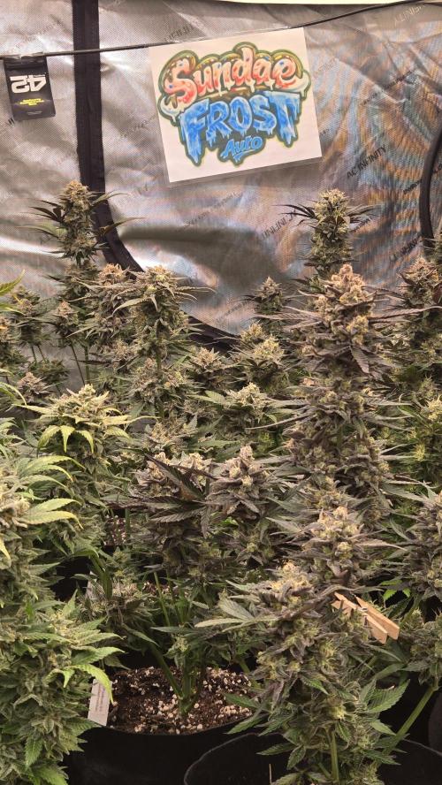 Sundae Frost Auto. Week 10
