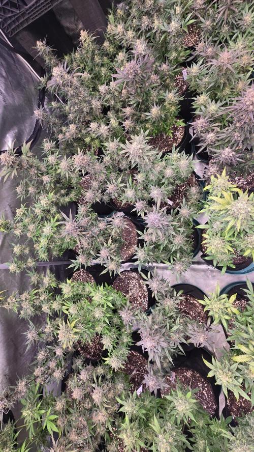 Sundae Frost Auto. Week 10