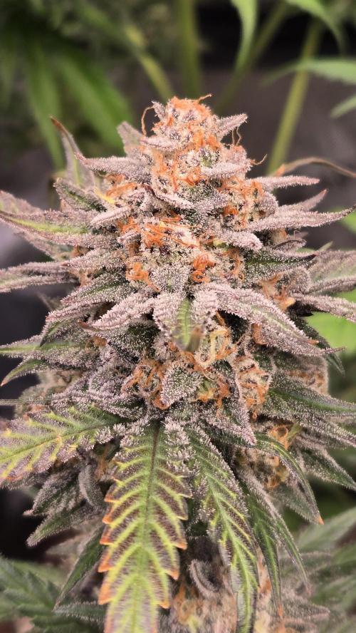 Sundae Frost Auto. Week 10
