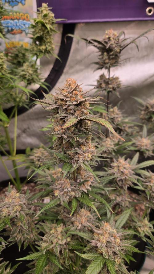 Sundae Frost Auto. Week 10