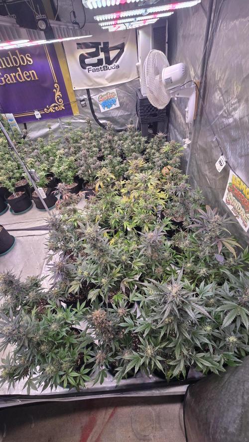Sundae Frost Auto. Week 10