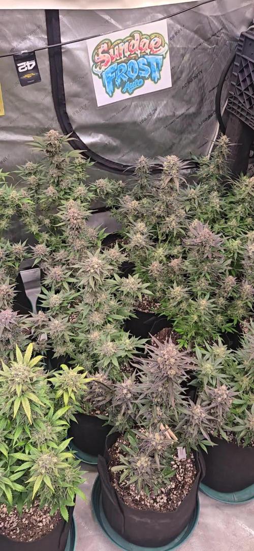 Sundae Frost Auto