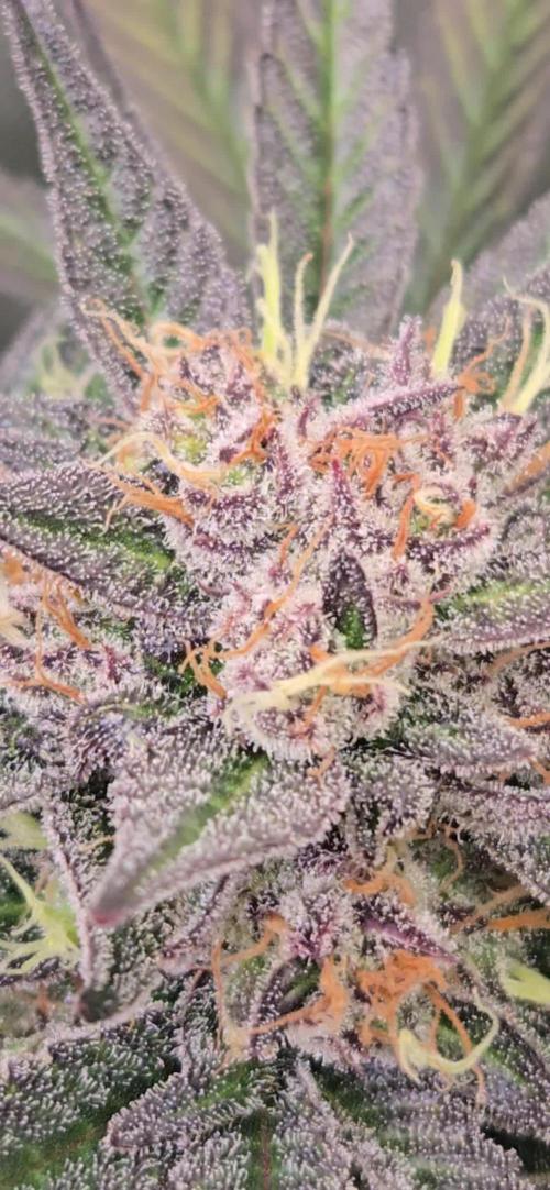 MangoFrostAuto