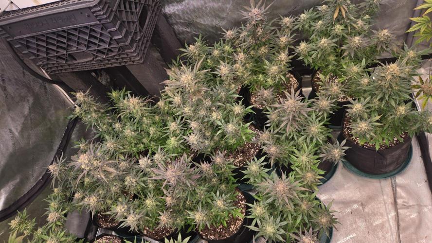 MangoFrostAuto. Week 10