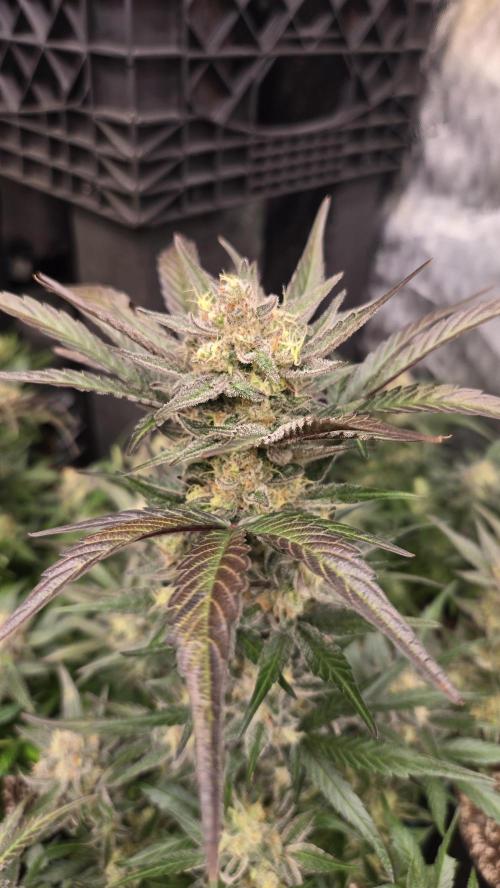 MangoFrostAuto. Week 10