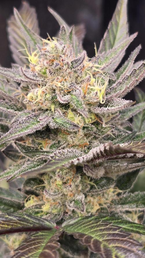 MangoFrostAuto. Week 10