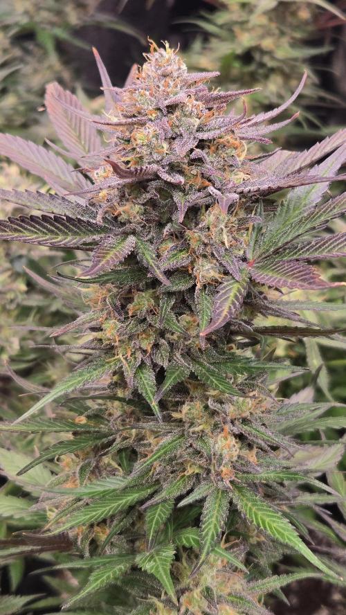 MangoFrostAuto. Week 10