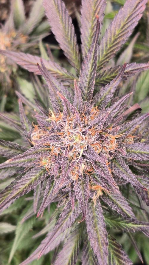 MangoFrostAuto. Week 10