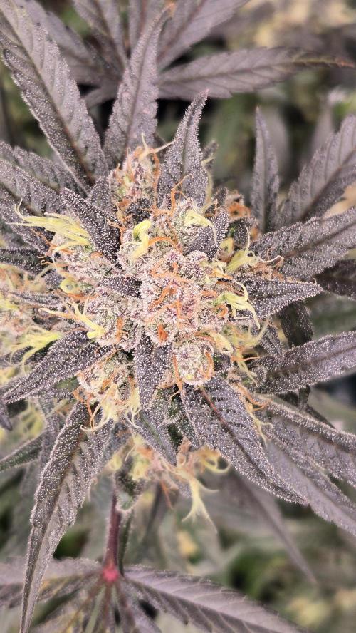 MangoFrostAuto. Week 10