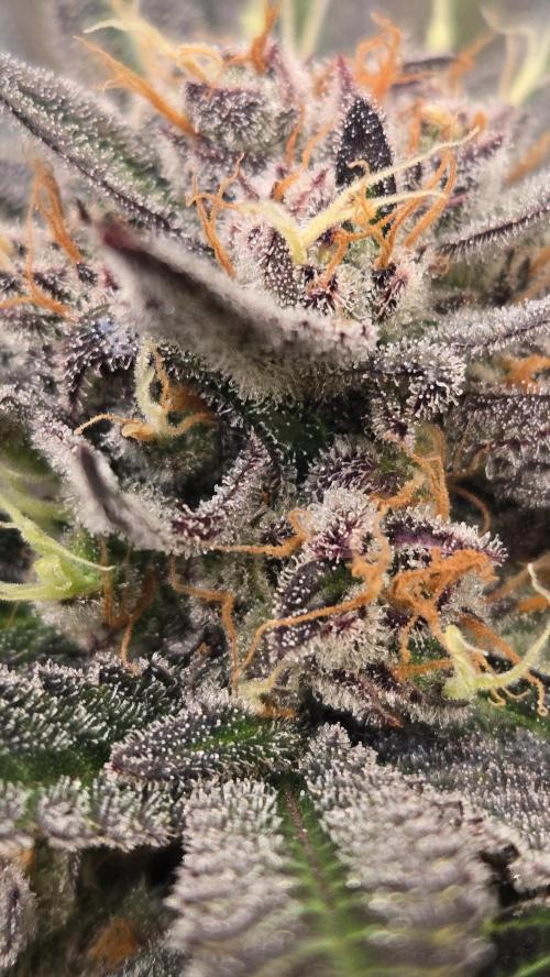 Mango Frost Auto. Week 10