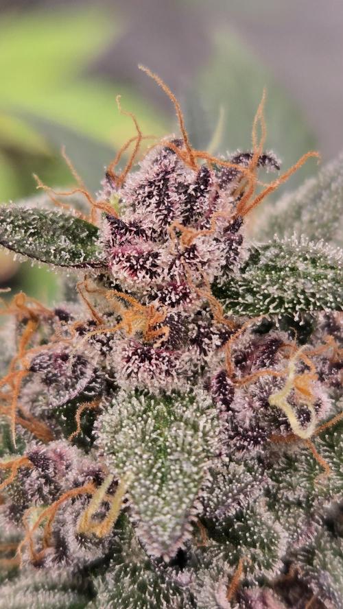 LemonCherrySundaeAuto. Week 10