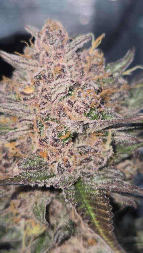 LemonCherrySundaeAuto. Week 10