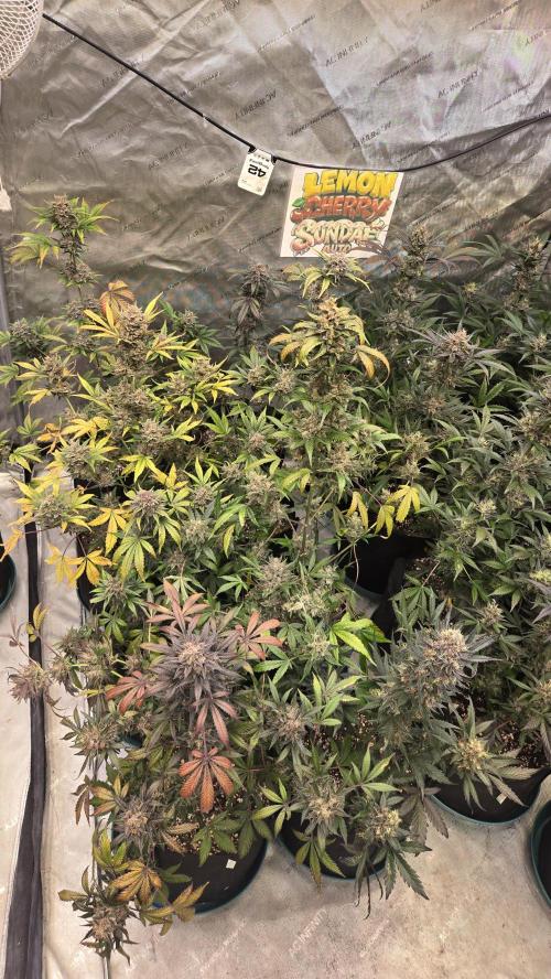 LemonCherrySundaeAuto. Week 10