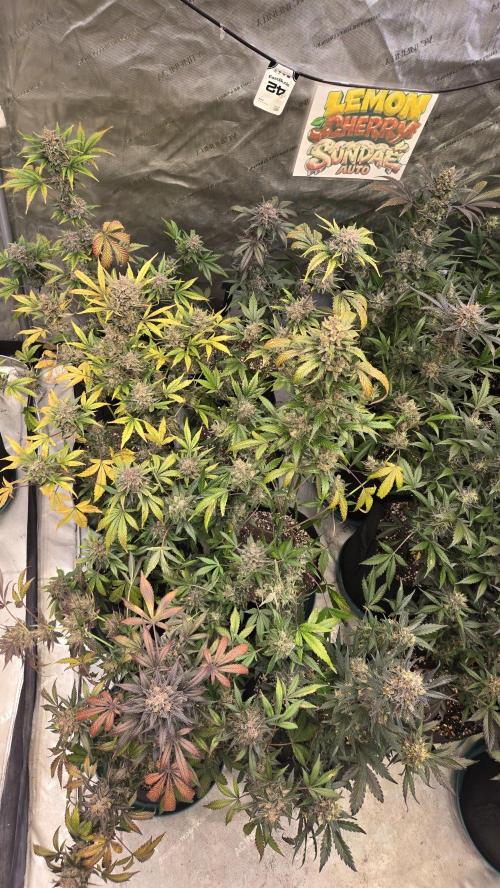 LemonCherrySundaeAuto. Week 10